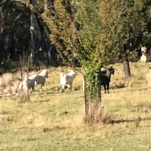 Capra hircus at Tinderry, NSW - suppressed