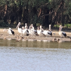 Pelecanus conspicillatus at Splitters Creek, NSW - 27 Jan 2025 08:11 AM