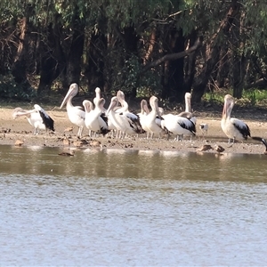 Pelecanus conspicillatus at Splitters Creek, NSW by KylieWaldon