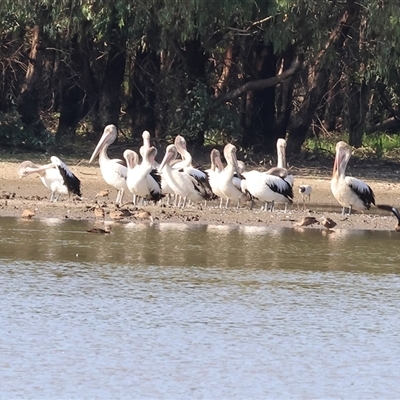 Pelecanus conspicillatus (Australian Pelican) at Splitters Creek, NSW - 27 Jan 2025 by KylieWaldon