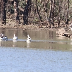 Pelecanus conspicillatus at Splitters Creek, NSW - 27 Jan 2025 08:11 AM