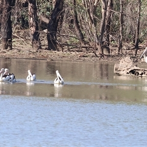 Pelecanus conspicillatus at Splitters Creek, NSW - 27 Jan 2025 08:11 AM