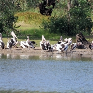 Pelecanus conspicillatus at Splitters Creek, NSW - 27 Jan 2025 08:11 AM