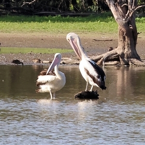 Pelecanus conspicillatus at Splitters Creek, NSW - 27 Jan 2025 08:11 AM