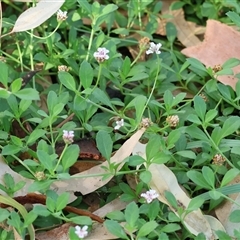 Phyla canescens at Splitters Creek, NSW - 26 Jan 2025 by KylieWaldon