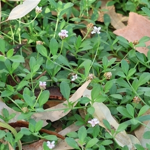 Phyla canescens at Splitters Creek, NSW by KylieWaldon