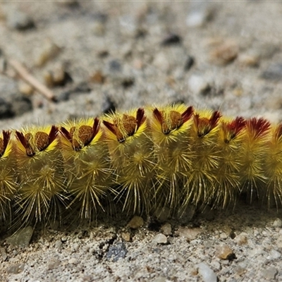 Trichiocercus sparshalli (Sparshall's Moth) at Higgins, ACT - 1 Feb 2025 by Nepenthe