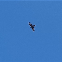 Tachyspiza fasciata (Brown Goshawk) at Yass River, NSW - 1 Feb 2025 by SenexRugosus