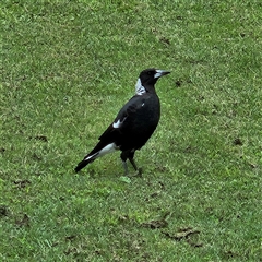 Gymnorhina tibicen (Australian Magpie) at Braidwood, NSW - 1 Feb 2025 by MatthewFrawley