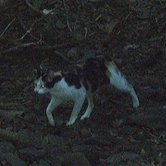 Felis catus (Feral Cat) at Pipeclay, NSW - 26 Jan 2025 by MVM