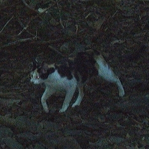 Felis catus at Pipeclay, NSW - suppressed