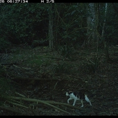 Felis catus at Pipeclay, NSW - suppressed