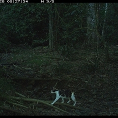 Felis catus at Pipeclay, NSW - suppressed