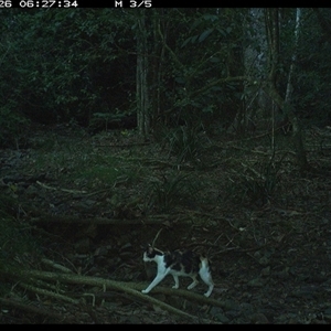 Felis catus at Pipeclay, NSW - suppressed