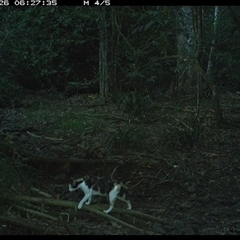 Felis catus at Pipeclay, NSW - suppressed