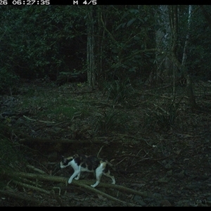 Felis catus at Pipeclay, NSW - suppressed