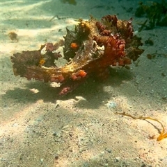 Unidentified Sea Shell, Sea Slug or Octopus (Mollusca) at Currarong, NSW - 1 Feb 2025 by Bekconroy