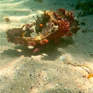 Unidentified Sea Shell, Sea Slug or Octopus (Mollusca) at Currarong, NSW by Bekconroy