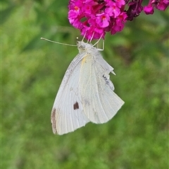 Pieris rapae at Braidwood, NSW - 1 Feb 2025 by MatthewFrawley