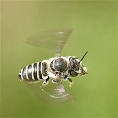 Megachile (Eutricharaea) maculariformis at Casey, ACT - 1 Feb 2025 by Hejor1