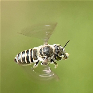 Megachile (Eutricharaea) serricauda at Casey, ACT - 1 Feb 2025 05:37 PM