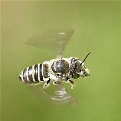 Megachile (Eutricharaea) serricauda (Leafcutter bee, Megachilid bee) at Casey, ACT - 1 Feb 2025 by Hejor1