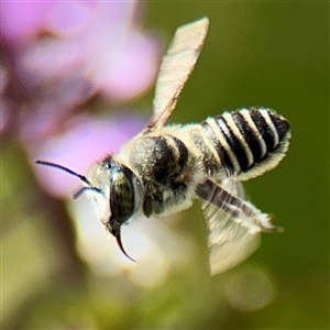 Megachile (Eutricharaea) serricauda at Casey, ACT - 1 Feb 2025 05:37 PM