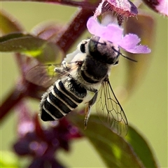 Megachile (Eutricharaea) serricauda at Casey, ACT - 1 Feb 2025 05:37 PM