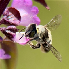 Megachile (Eutricharaea) serricauda at Casey, ACT - 1 Feb 2025 05:37 PM