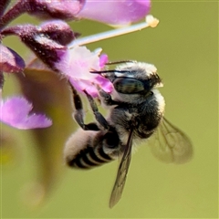 Megachile (Eutricharaea) serricauda at Casey, ACT - 1 Feb 2025 05:37 PM