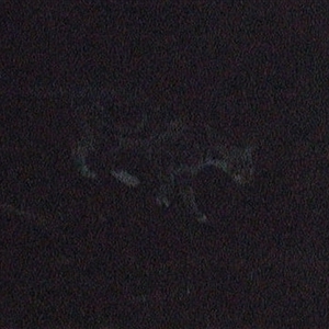 Felis catus at Pipeclay, NSW - suppressed