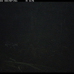 Felis catus at Pipeclay, NSW - suppressed