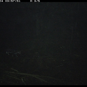 Felis catus at Pipeclay, NSW - suppressed