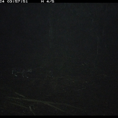 Felis catus at Pipeclay, NSW - suppressed