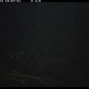 Felis catus at Pipeclay, NSW - suppressed