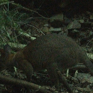 Thylogale thetis at Pipeclay, NSW - suppressed