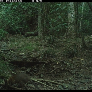 Thylogale thetis at Pipeclay, NSW - suppressed