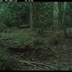Thylogale thetis at Pipeclay, NSW - suppressed