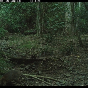 Thylogale thetis at Pipeclay, NSW - suppressed