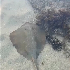 Unidentified Shark / Ray at Currarong, NSW - 1 Feb 2025 by Bekconroy