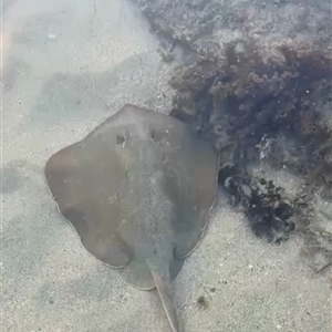 Unidentified Shark / Ray at Currarong, NSW - 1 Feb 2025 by Bekconroy