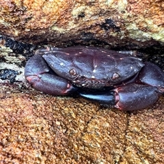 Unidentified Crab at Currarong, NSW - 1 Feb 2025 by Bekconroy