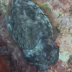 Unidentified Other Native Fish at Currarong, NSW - 1 Feb 2025 by Bekconroy