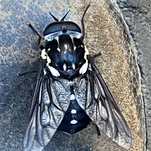 Triclista guttata (March or Horse Fly) at Bonny Hills, NSW by pls047