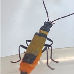 Chauliognathus imperialis (Imperial Soldier Beetle) at Bonny Hills, NSW by pls047