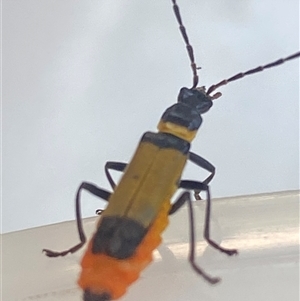 Unidentified Click beetle (Elateridae) at Bonny Hills, NSW by pls047