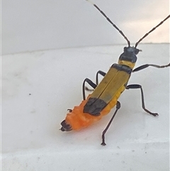 Chauliognathus imperialis at Bonny Hills, NSW - suppressed