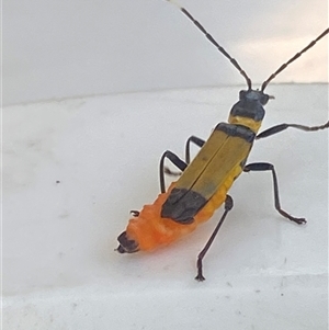 Chauliognathus imperialis at Bonny Hills, NSW - suppressed