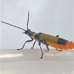 Chauliognathus imperialis at Bonny Hills, NSW - suppressed