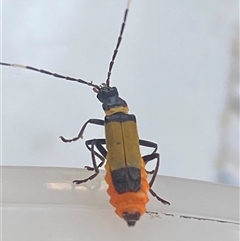 Chauliognathus imperialis at Bonny Hills, NSW - suppressed